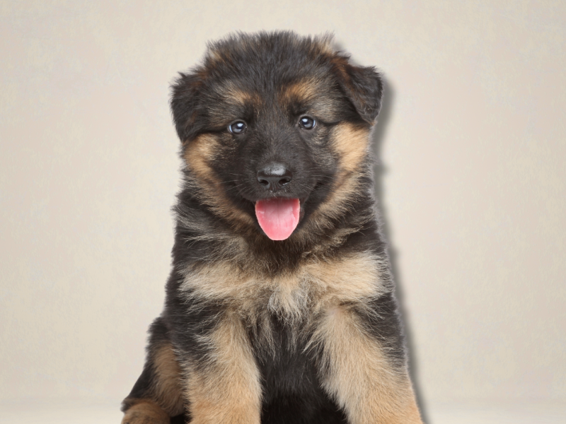 Cachorro Pastor alemán pelo largo