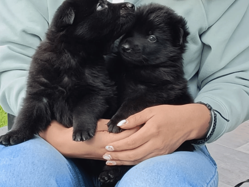 Cachorrs pastor alemán negro puro